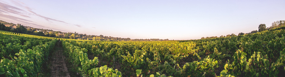 Viticulteurs Vignoble Vigne Maine et Loire