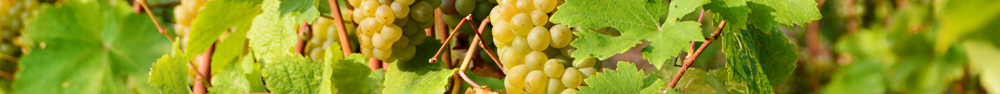 Vins d'Anjou Blanc sec Vigne Poissons Volailles