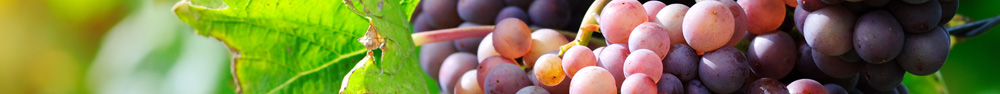 Jus de raisin Vin d'Anjou Viticulteur